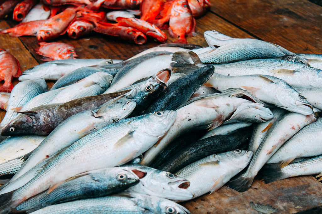 The day's catch, off the Saronic